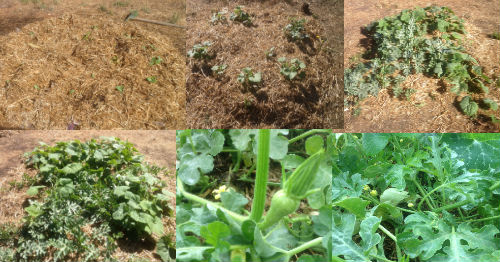 PumpkinPatch-500x262