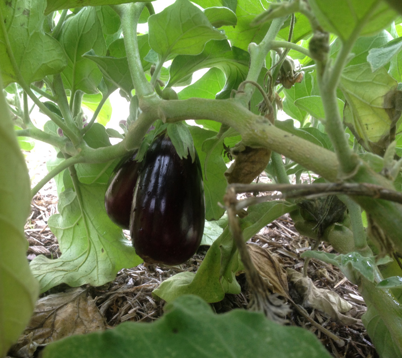 Eggplants