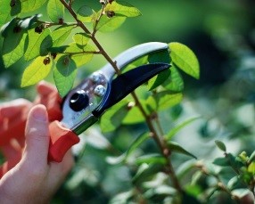 Pruning